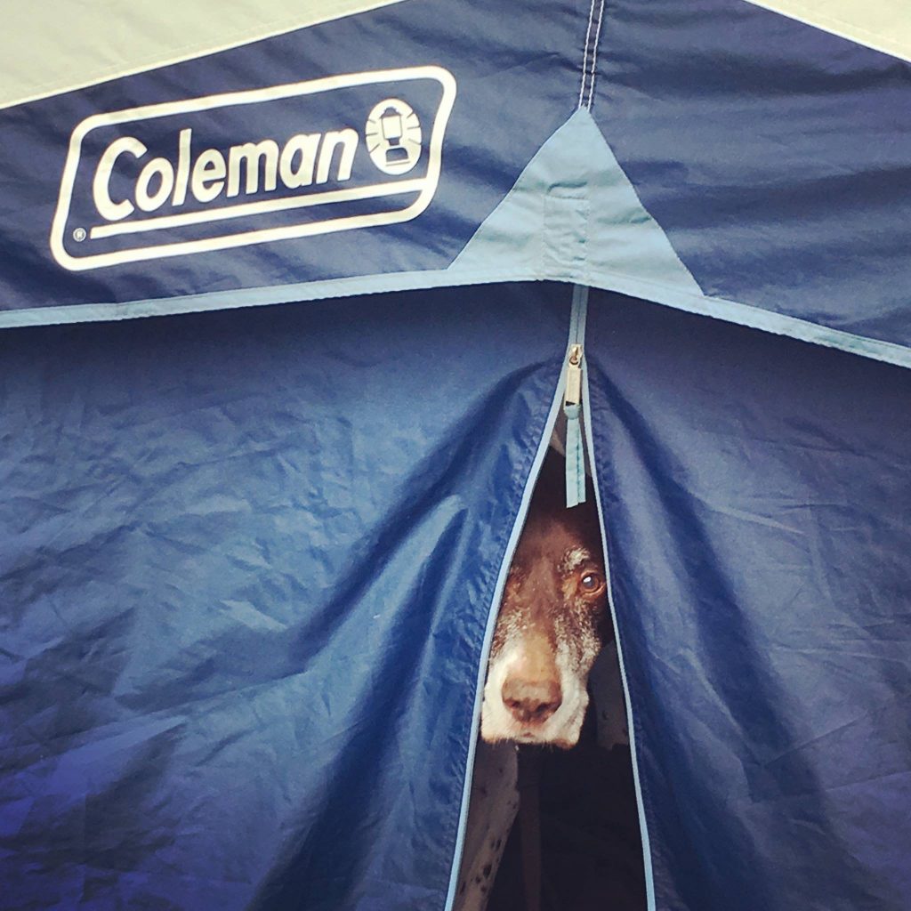 Quill the dog peeking out of a tent